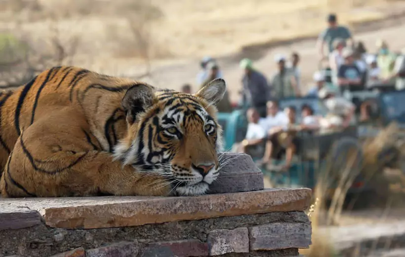 5 Days Bharatpur Ranthambore Sariska Tour From Delhi